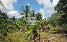 10,800 Sqm of Flat Development Land, Lamai